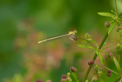 Kasteeltuin Hemmen-6773