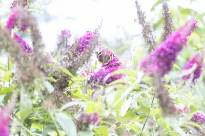 In het roze