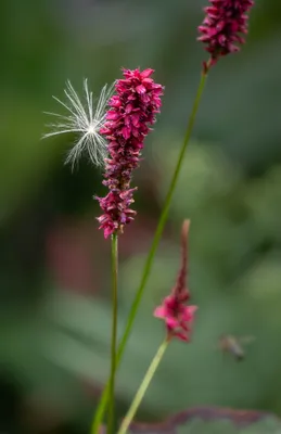 2026-07-26 Zelfontspanners Kasteeltuin Hemmen 02