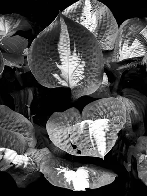 2026-07-26 Zelfontspanners Kasteeltuin Hemmen 05