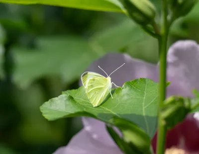 2026-07-26 Zelfontspanners Kasteeltuin Hemmen 05