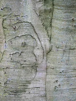 2026-07-26 Zelfontspanners Kasteeltuin Hemmen 05
