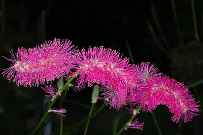Roze rups