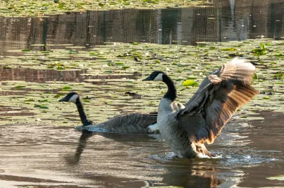 Grote Canadese gans