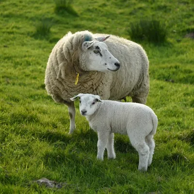 2017 04 15apr Eeemnes Eemland wandeling 018