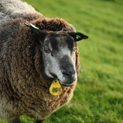 2017 04 15apr Eeemnes Eemland wandeling 019