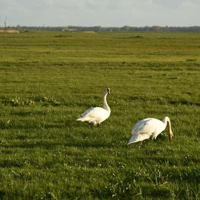 2017 04 15apr Eeemnes Eemland wandeling 020