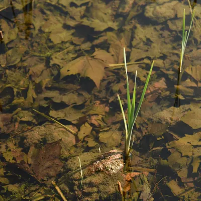 2017 04 Nijmegen Driehuizerweg pub01 013a