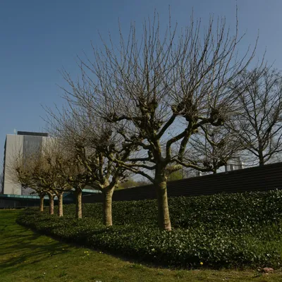 2017 04 Nijmegen Driehuizerweg pub01 014a