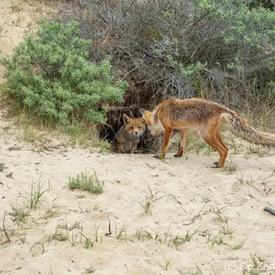 Amsterdamse Waterleidingduinen