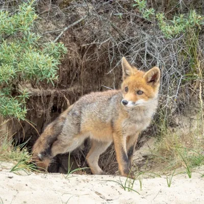 Amsterdamse Waterleidingduinen