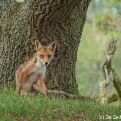 Amsterdamse Waterleidingduinen