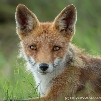 Amsterdamse Waterleidingduinen