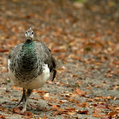 2019 10 20 Anholter Schweiz Isselburg 11 web