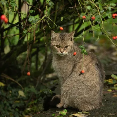2019 10 20 Anholter Schweiz Isselburg 12 web