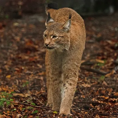 2019 10 20 Anholter Schweiz Isselburg 13 web