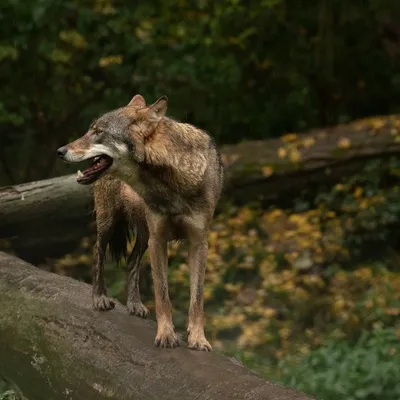 2019 10 20 Anholter Schweiz Isselburg 18 web