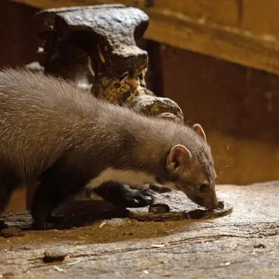 2019 10 20 Anholter Schweiz Isselburg 19 web