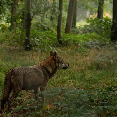 2019 10 20 Anholter Schweiz Isselburg 25 web