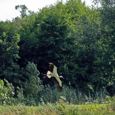 2020 07 26 DSC 5130 bew01L02 uitsnede Voorst BeekzichtIJssel