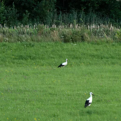 2020 07 26 DSC 5134 bew01L02 Voorst BeekzichtIJssel