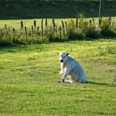 2020 07 26 DSC 5173 bew01L02 Voorst BeekzichtIJssel