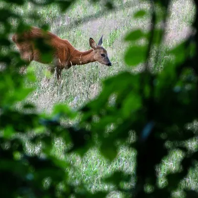 2020 07 26 DSC 5199 bew01L02 Voorst BeekzichtIJssel