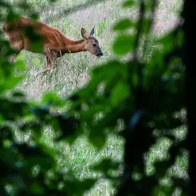 2020 07 26 DSC 5200 bew01L02 Voorst BeekzichtIJssel