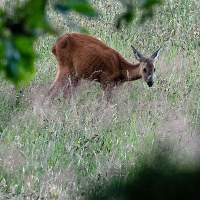 2020 07 26 DSC 5209 bew01L02 uitsnede Voorst BeekzichtIJssel