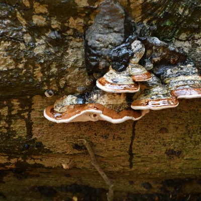 2023 10 15okt WandelbosTilburg DSC 2284