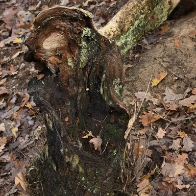 2023 11 19nov Loenermark DSC 4364