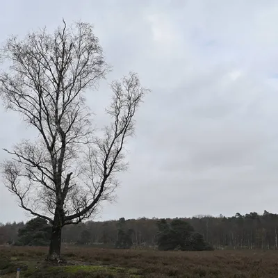 2023 11 19nov Loenermark DSC 4369