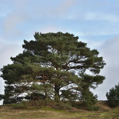 2024 02 25feb WekeromseZand Zont ND750 GC30 DSC 3080