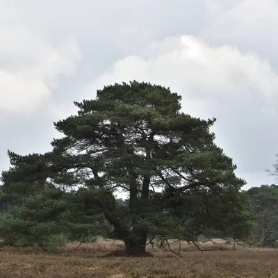 2024 02 25feb WekeromseZand Zont ND750 GC30 DSC 3087