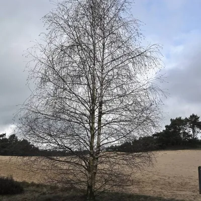 2024 02 25feb WekeromseZand Zont NZ6II 14 30mm GC30 DSC 5377