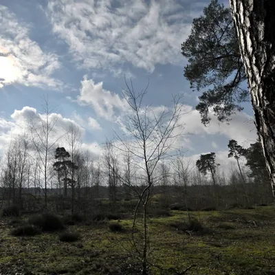 2024 02 25feb WekeromseZand Zont NZ6II 14 30mm GC30 DSC 5403