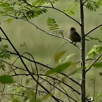 2024 04 21apr Beekdal Renkum NZ6II GK02 DSC 6027