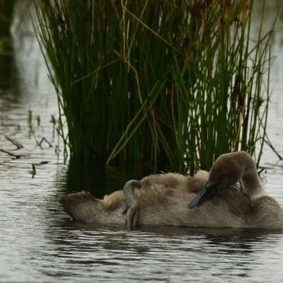 2024 07 21jul Werftweg Bennekom 30cm DSC 3215