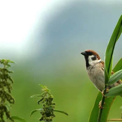 2024 07 21jul Werftweg Bennekom 30cm DSC 3236