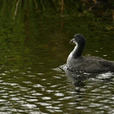 2024 07 21jul Werftweg Bennekom 30cm DSC 3239