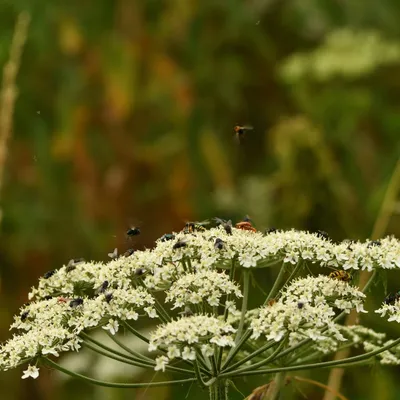 2024 07 21jul Werftweg Bennekom ND500 200 500mm GK30 DSC 3361 02