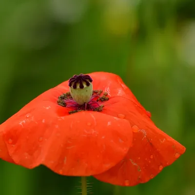 2024 07 21jul Werftweg Bennekom ND500 200 500mm GK30 DSC 3420