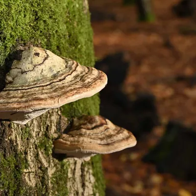 2024 11 17nov Speulderbos02 Zont NZ6II HC DSC 1659 02