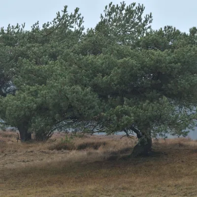 2024 12 15dec Otterlo PlankenWambuis Zont HC DSC 4460 011