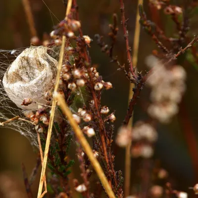 2024 12 15dec Otterlo PlankenWambuis Zont HC DSC 4466 012