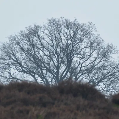 2024 12 15dec Otterlo PlankenWambuis Zont HC DSC 4468 013