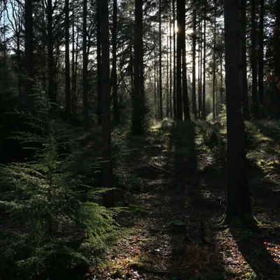 2025 01 26jan OnzaligeBossenDeSteeg U DSC 0967 01