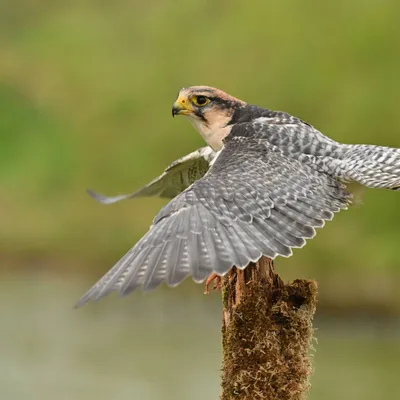 2025 04 13apr0930u Lunteren DeValk Zont GC DSC 3608 02