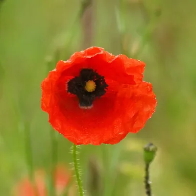 2025 05 25mei Arboretum Wageningen mo GK DSC 5437 02