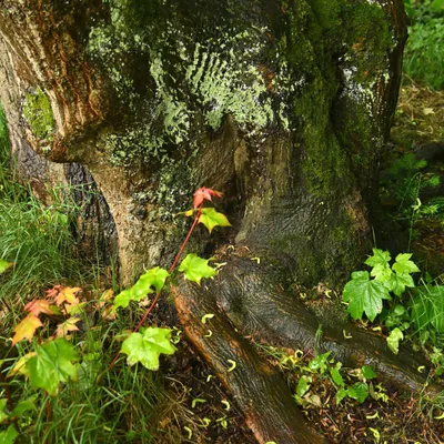 2025 05 25mei Arboretum Wageningen mo GK DSC 5525